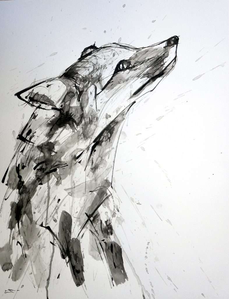 Dessin encre, Renard