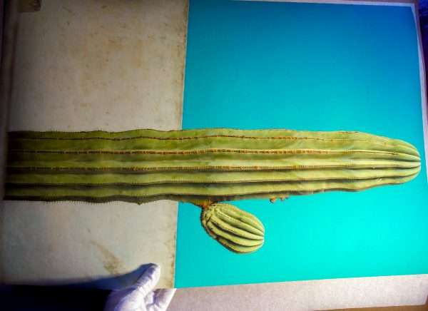 Cactus, photographie d'art – Image 5