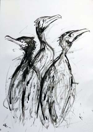 Dessin encre, Cormorans