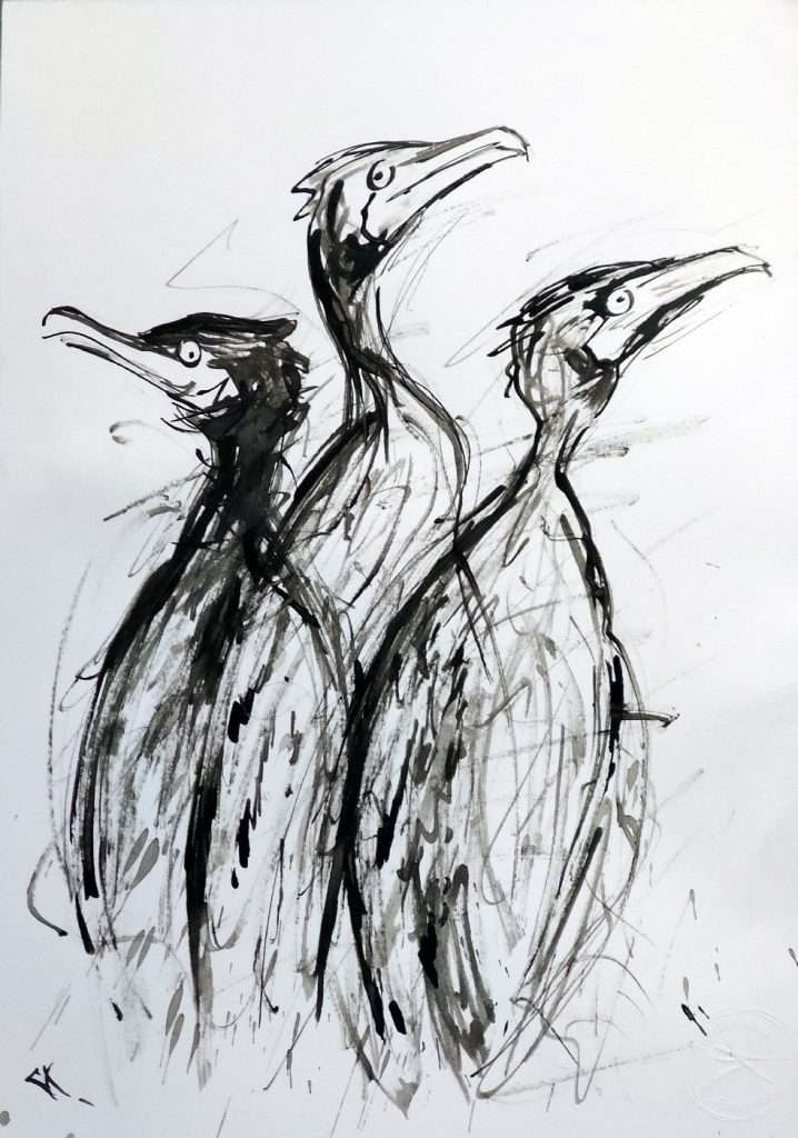 Dessin encre, Cormorans
