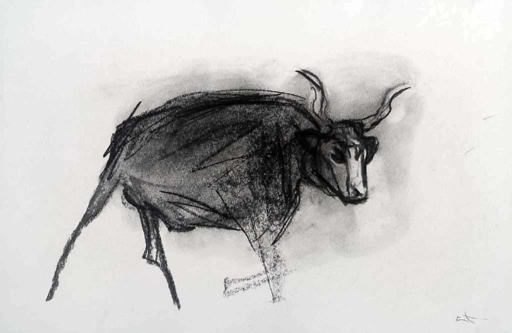 dessin taureau au fusain par lionel le jeune