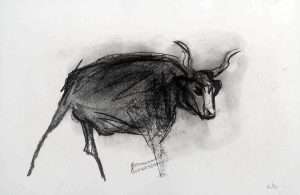 Dessin fusain, Taureau