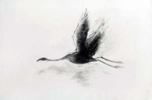 Dessin fusain, flamant en vol
