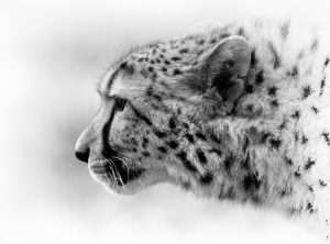 Photographie d'art, Guépard