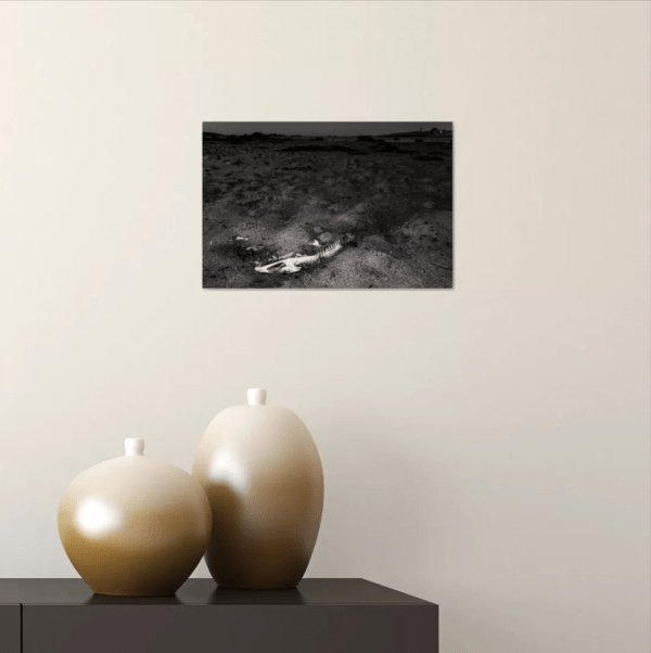 Photographie d'art, Squelette de poisson – Image 2