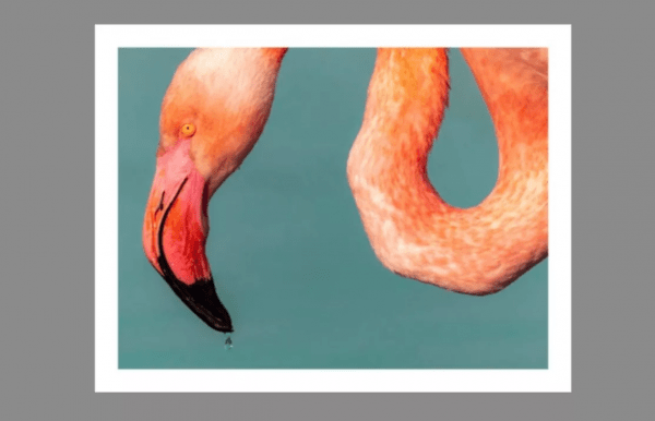 Grande Photographie d'art, Flamant rose - Exposition 2023 – Image 5