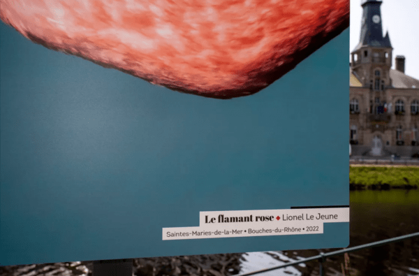 Grande Photographie d'art, Flamant rose - Exposition 2023 – Image 3