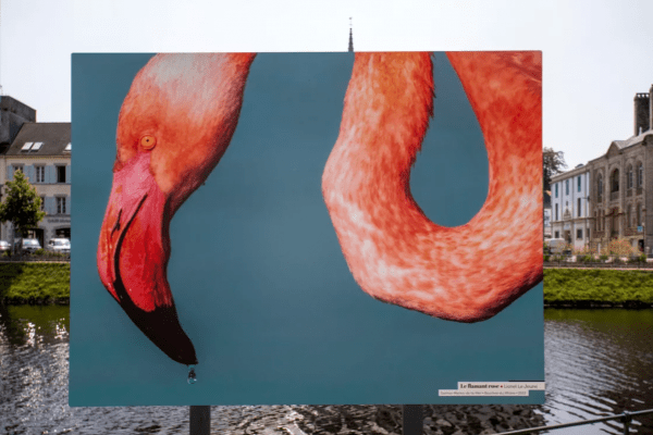 Grande Photographie d'art, Flamant rose - Exposition 2023 – Image 2