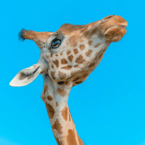 Grande Photographie d'art, Le girafon