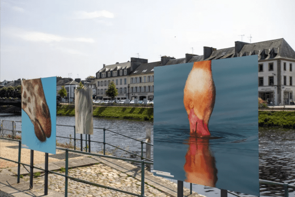 Grande Photographie d'art, Le bec dans l'eau - Exposition 2023 – Image 4
