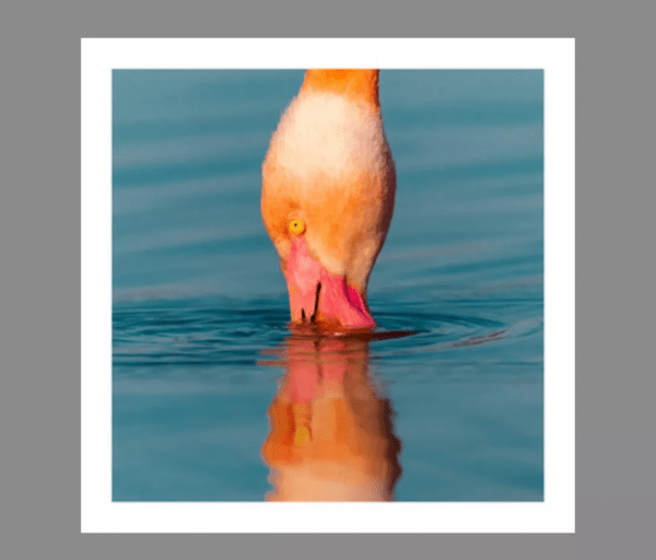 Grande Photographie d'art, Le bec dans l'eau - Exposition 2023 – Image 3