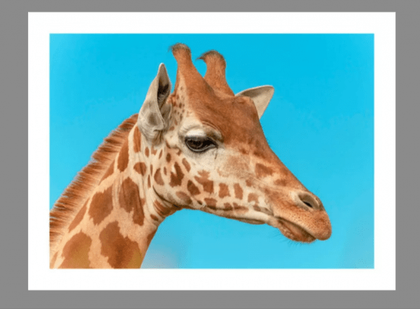 Grande Photographie d'art, Le girafon - Exposition 2023 – Image 3