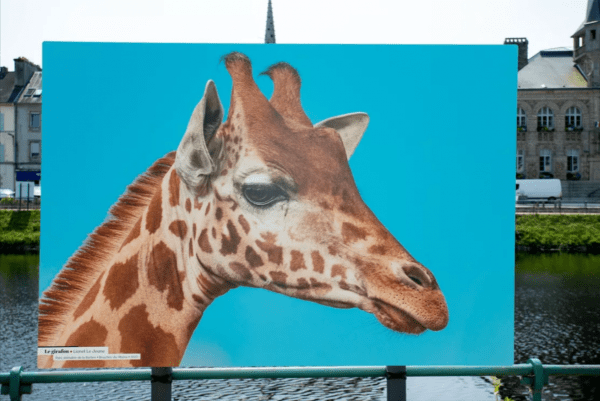 Grande Photographie d'art, Le girafon - Exposition 2023 – Image 2
