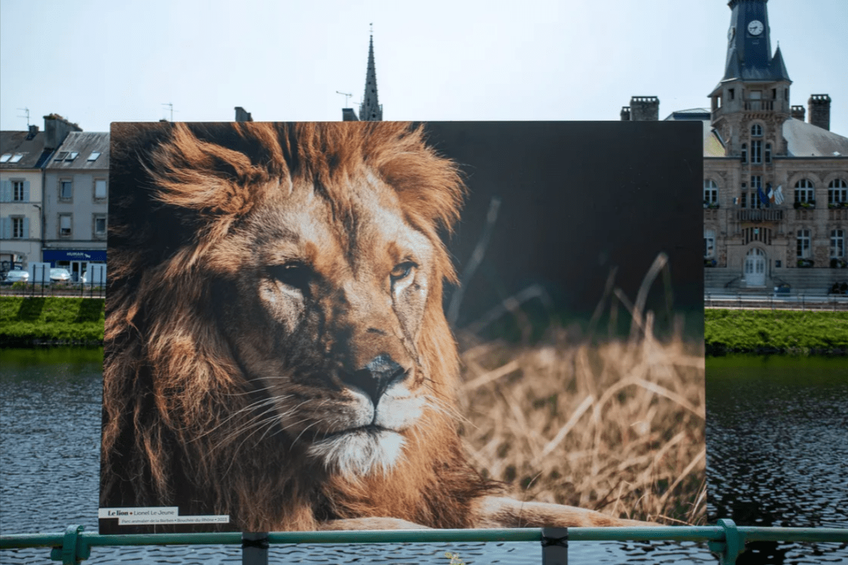 Grande Photographie d'art, Le lion - Exposition 2023 – Image 2