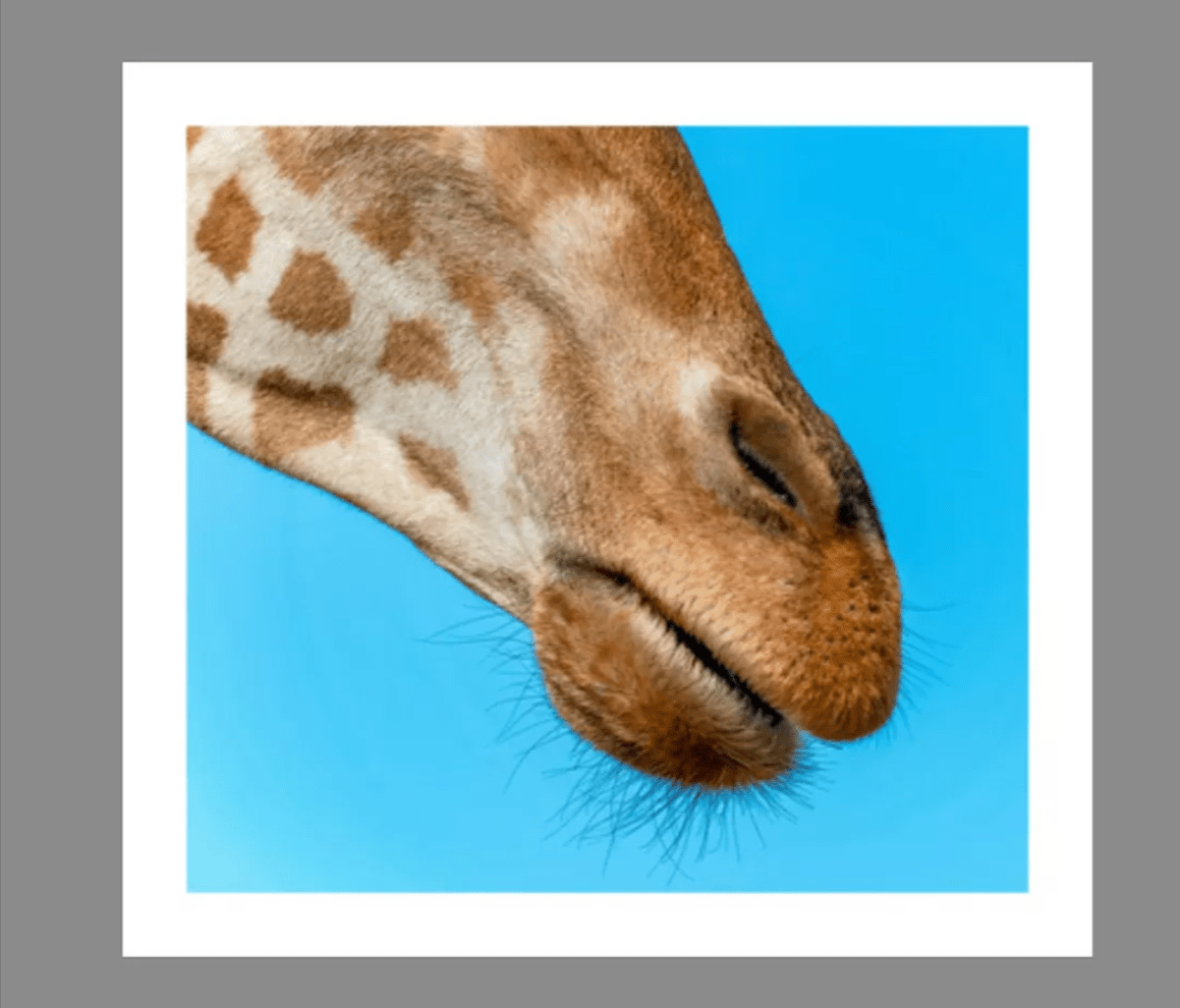 Grande Photographie d'art, Le museau - Exposition 2023 – Image 2