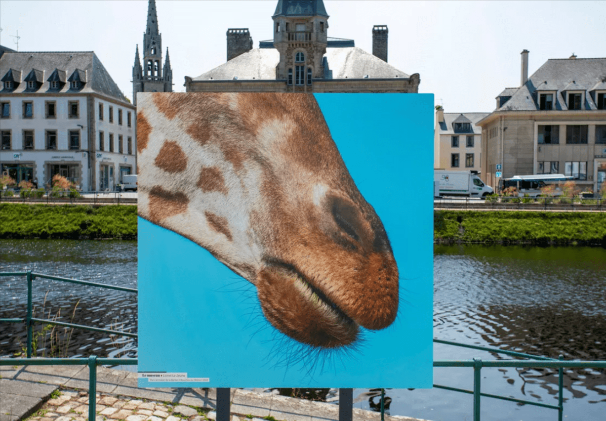 Grande Photographie d'art, Le museau - Exposition 2023 – Image 3