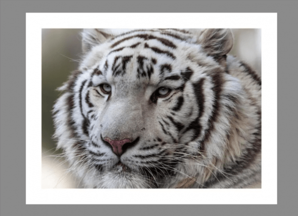 Grande Photographie d'art, Le tigre blanc - Exposition 2023 – Image 4