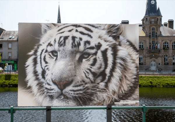 Grande Photographie d'art, Le tigre blanc - Exposition 2023 – Image 2