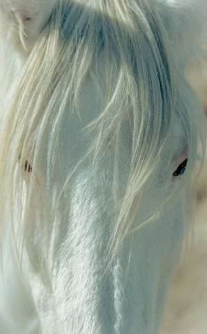 Grande Photographie d'art, Le camargue - Exposition 2023