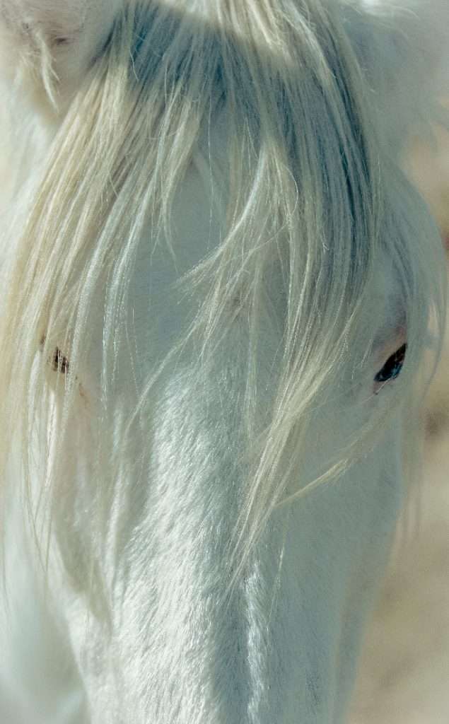 Grande Photographie d'art, Le camargue - Exposition 2023