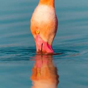 Grande Photographie d'art, Le bec dans l'eau - Exposition 2023