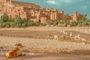 Grande Photographie d'art, Le chien et le ksar - Exposition 2023