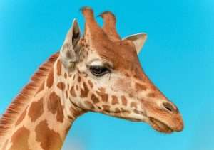 Grande Photographie d'art, Le girafon - Exposition 2023