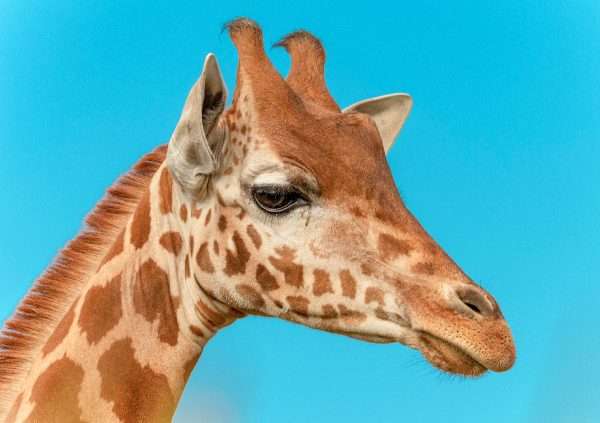Grande Photographie d'art, Le girafon - Exposition 2023