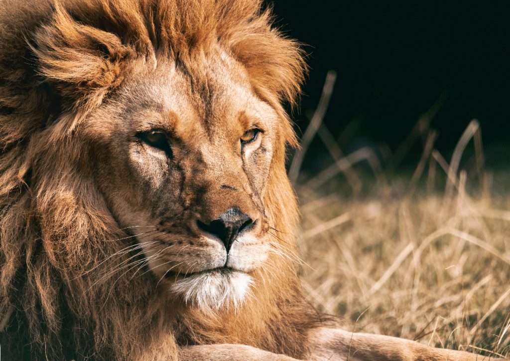 Grande Photographie d'art, Le lion - Exposition 2023