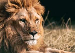 Grande Photographie d'art, Le lion - Exposition 2023