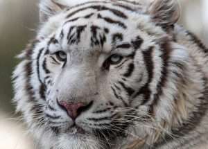 Grande Photographie d'art, Le tigre blanc - Exposition 2023