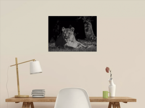 Photographie d'art, Lionne (Piezography) – Image 2