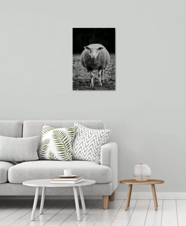 Photographie d'art, Mouton – Image 2