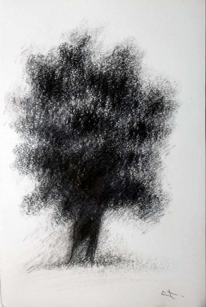 Dessin fusain, arbre