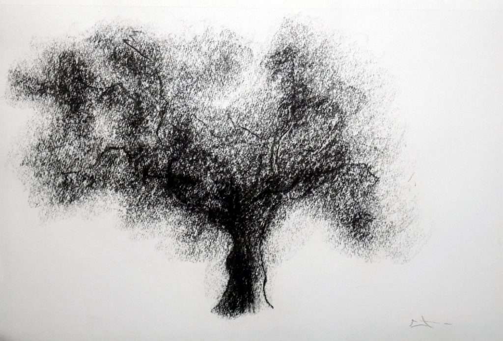 Dessin fusain, arbre