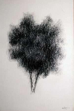 Dessin fusain, arbre