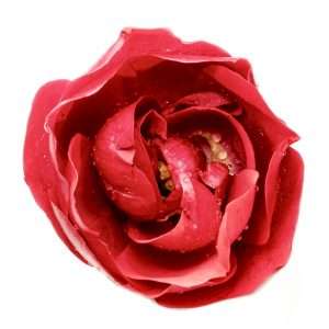 Photographie d'art, Rose