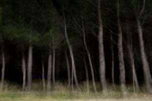 Grande Photographie d'art encadrée, Forêt de pins la nuit. Sur papier japonais Awagami
