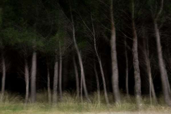 Grande Photographie d'art encadrée, Forêt de pins la nuit. Sur papier japonais Awagami