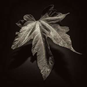 Photographie d'art, Phénix