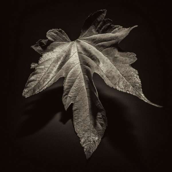 Photographie d'art, Phénix