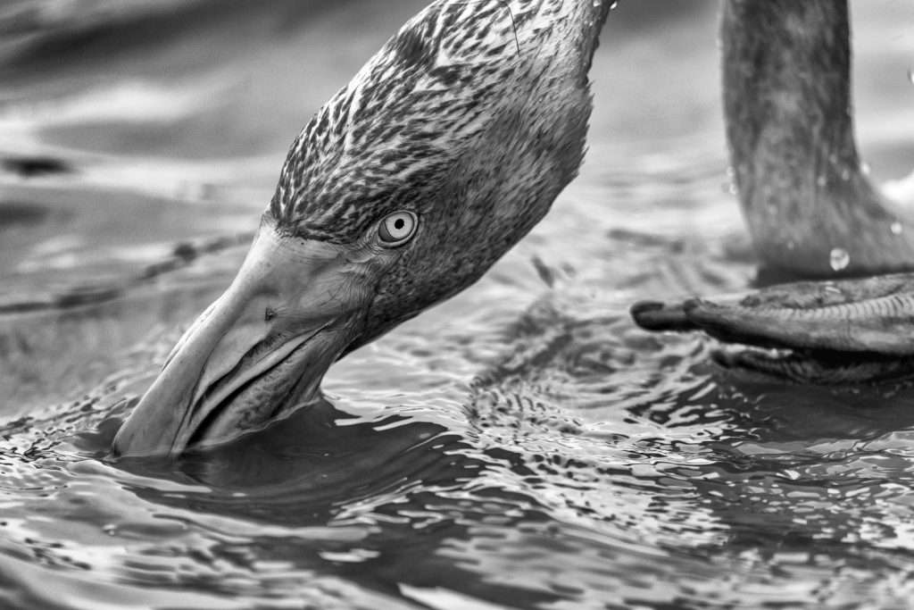 photographie animalière artistique grand format d'un portrait de flamant rose en noir et blanc par lionel le jeune