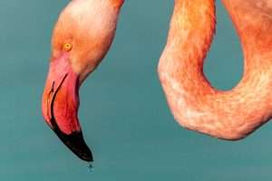 Grande Photographie d'art, Flamant rose - Exposition 2023