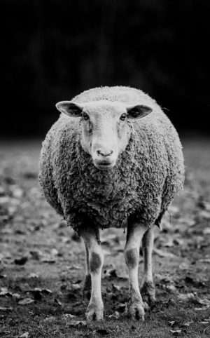 Photographie d'art, Mouton