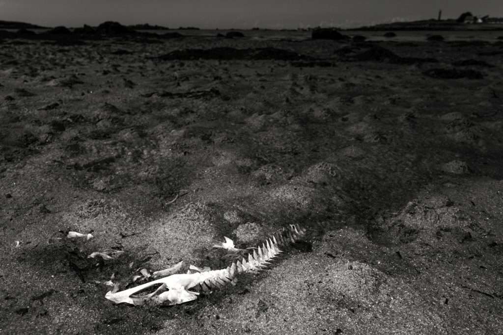 Photographie d'art, Squelette de poisson