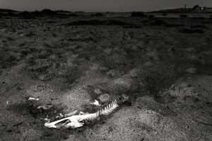 Photographie d'art, Squelette de poisson