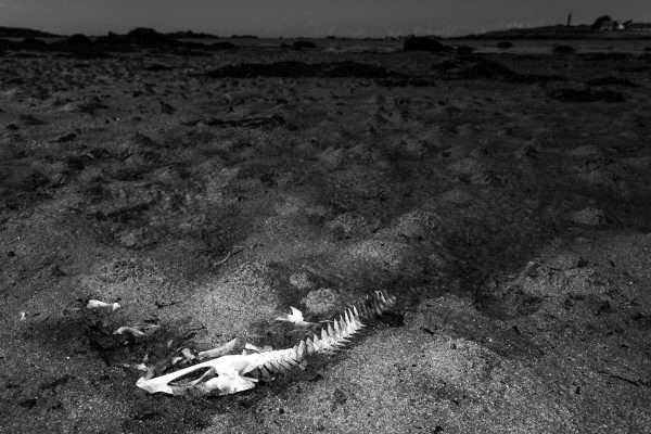 Photographie d'art, Squelette de poisson