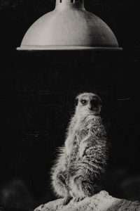 photographie noir et blanc animalière sauvage par lionel le jeune