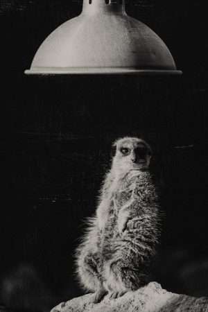 Photographie d'art, Suricate