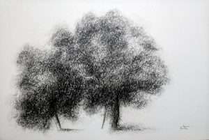 Dessin fusain, arbre